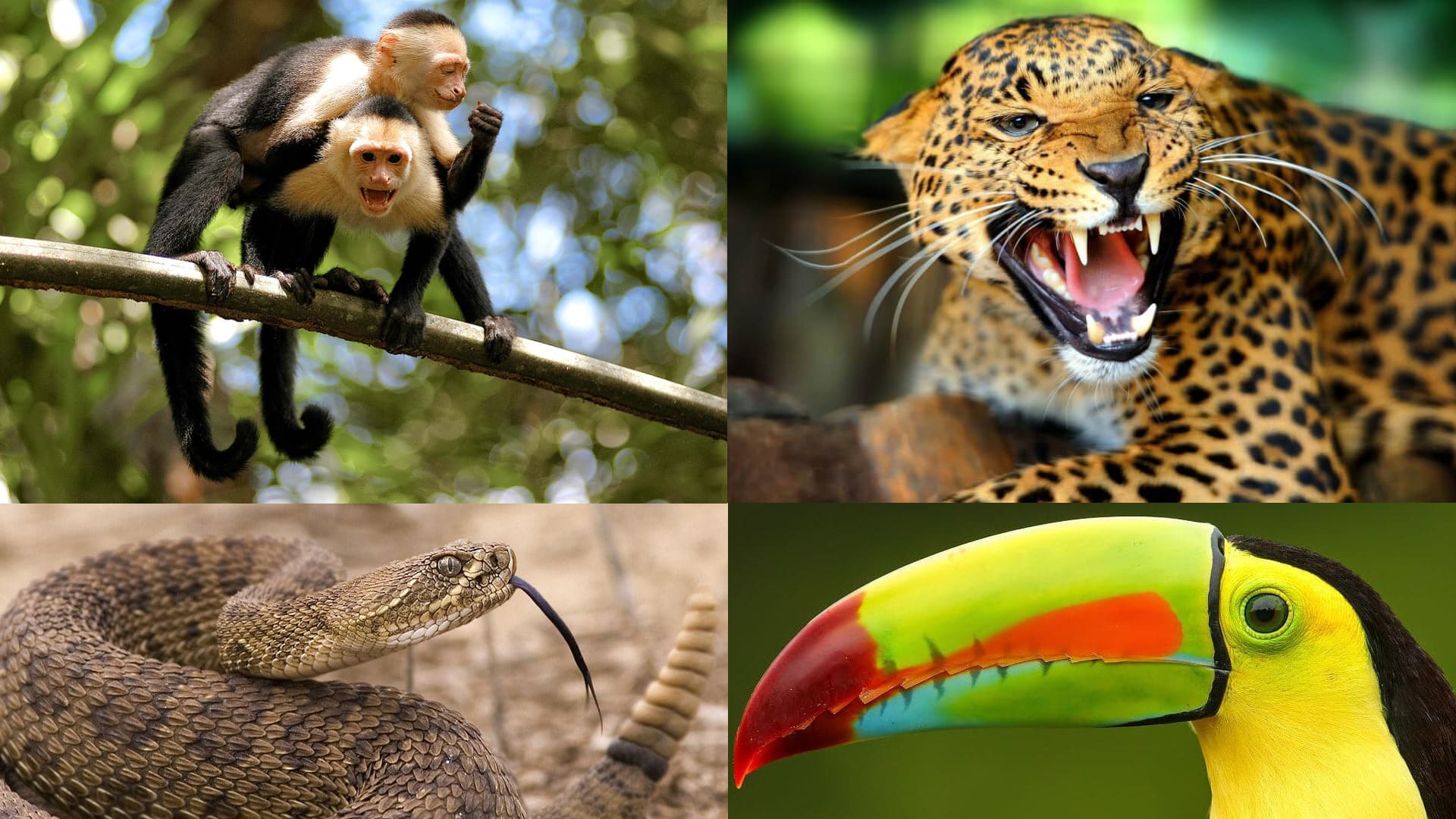 Top 10 Most Common Wild Animals in Costa Rica