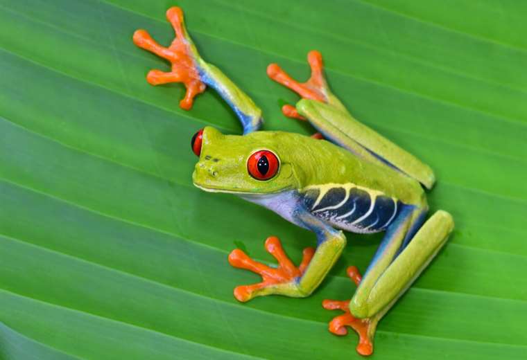 Costa Rica: Home to 5% of the World's Biodiversity