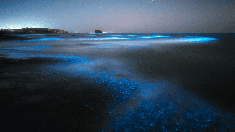 Bioluminescence Night Tour