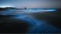 Bioluminescence Night Tour
