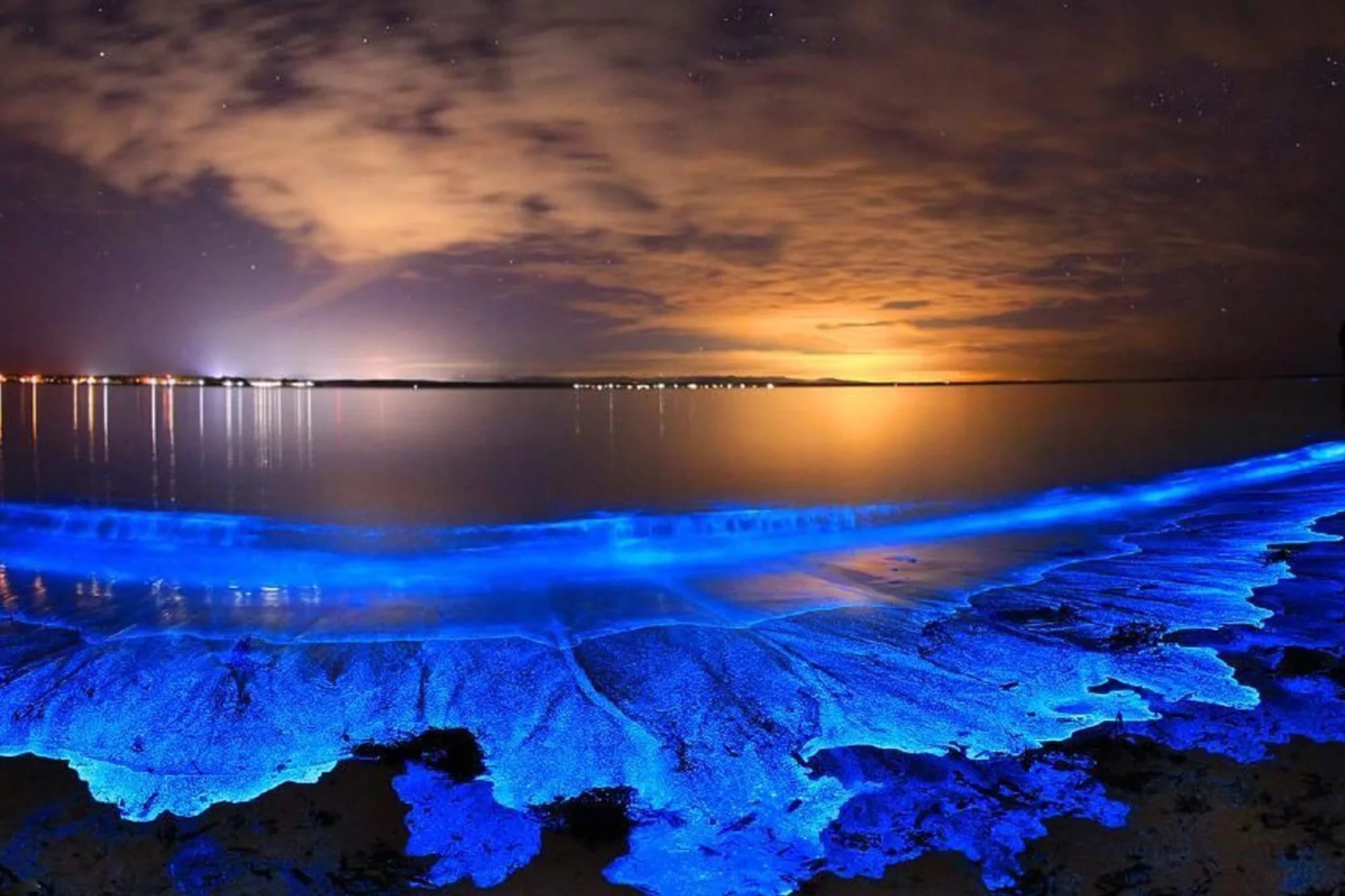 Bioluminescence Night Tour