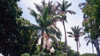 Palm trees and landscaped paths in Alajuela Central Park, Costa Rica