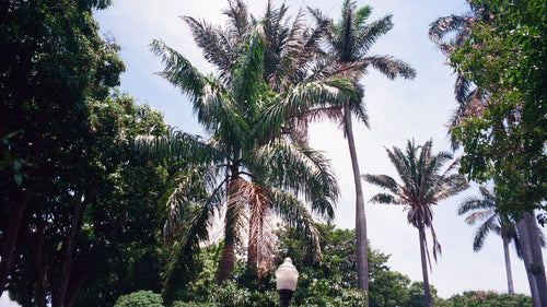 Palm trees and landscaped paths in Alajuela Central Park, Costa Rica