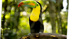 Toucan at Rescate Wildlife Rescue Center, Alajuela