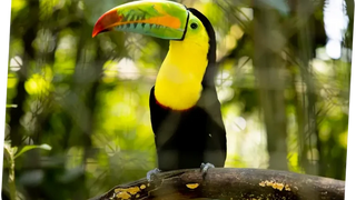 Toucan at Rescate Wildlife Rescue Center, Alajuela