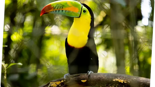 Toucan at Rescate Wildlife Rescue Center, Alajuela