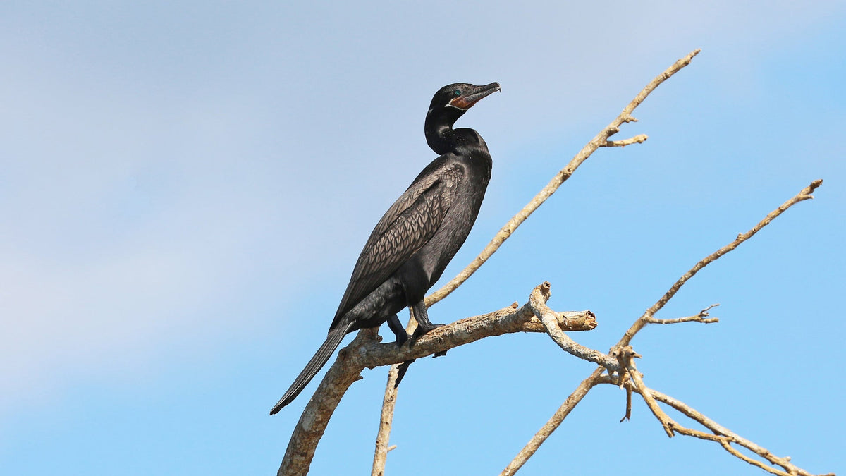 Neotropic cormorant (Nannopterum brasilianum) near Tárcoles River, Costa Rica