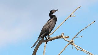 Neotropic cormorant (Nannopterum brasilianum) near Tárcoles River, Costa Rica