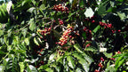 Caféier, plantation Doka Estate, Sabanilla (Alajuela), Costa Rica.