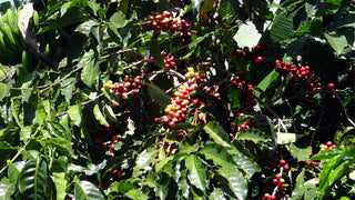 Caféier, plantation Doka Estate, Sabanilla (Alajuela), Costa Rica.
