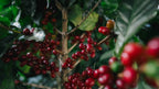 Ripe coffee cherries at Hacienda Alsacia, Costa Rica