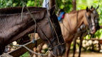Horses at Vista Los Sueños Adventure Park, Herradura