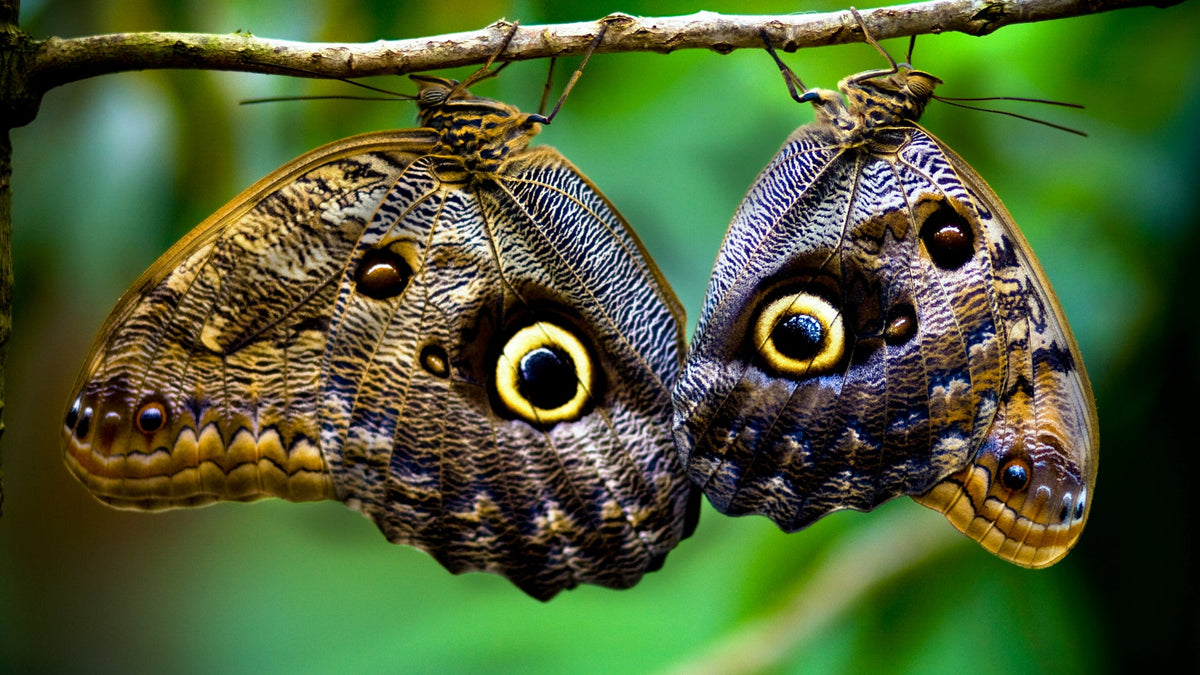 Butterflies in Costa Rica.