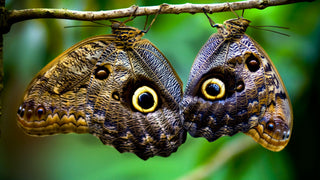 Butterflies in Costa Rica.