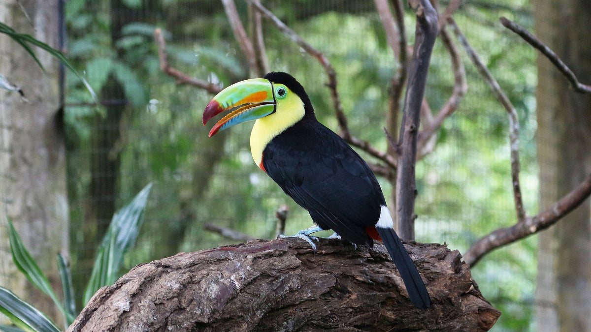 Keel-billed toucan in La Paz Waterfall Gardens Nature Park, Costa Rica