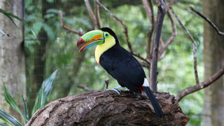 Keel-billed toucan in La Paz Waterfall Gardens Nature Park, Costa Rica