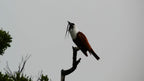 Three-wattled bellbird perched on a branch at Refugio Monteverde