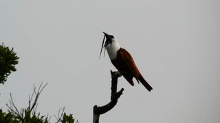 Three-wattled bellbird perched on a branch at Refugio Monteverde
