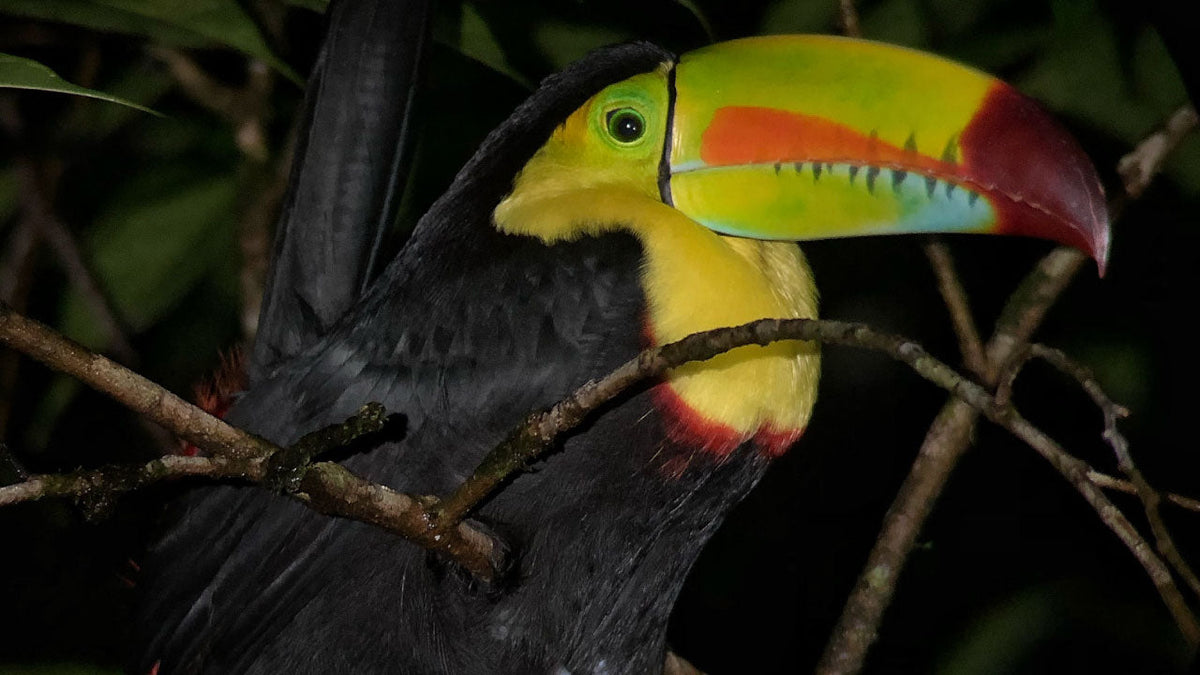 Toucan on a branch at Refugio Monteverde