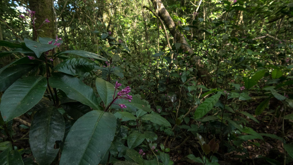 Understory plants beside the forest trail at Refugio Monteverde