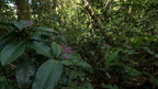 Understory plants beside the forest trail at Refugio Monteverde