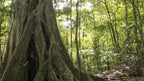 Large tree and forest habitat at Refugio Monteverde