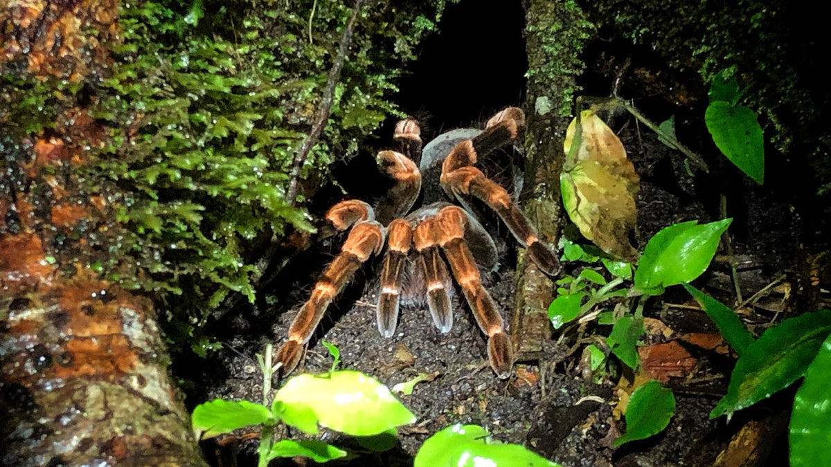 Tarantula photographed during a night walk at Refugio Monteverde