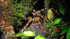 Tarantula photographed during a night walk at Refugio Monteverde