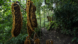 Caterpillars on a tree in Refugio Monteverde