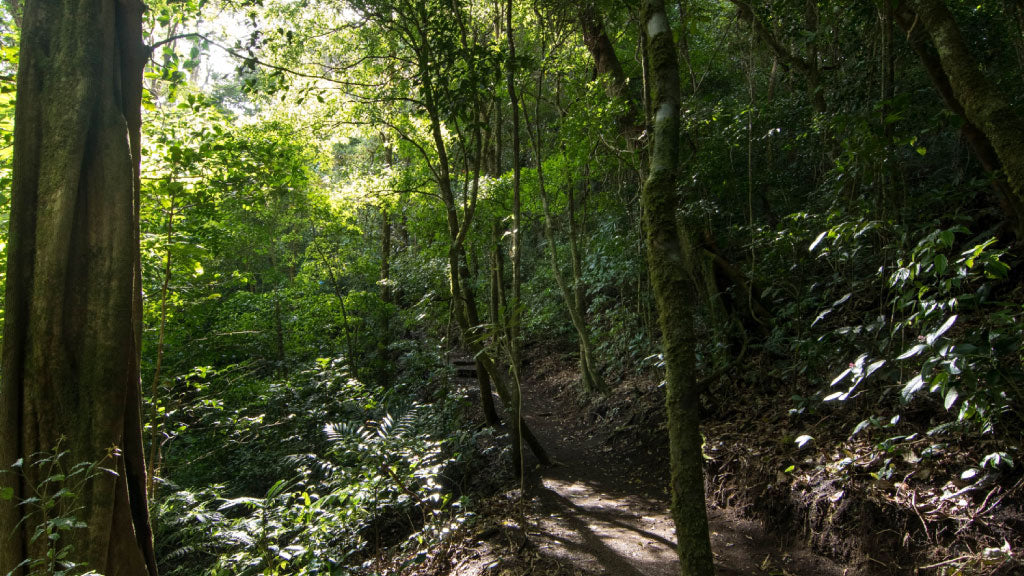 Forest trail at Refugio Monteverde Wildlife Refuge