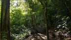 Forest trail at Refugio Monteverde Wildlife Refuge