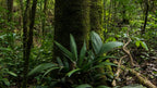 Moss-covered tree trunk and understory plants in the forest at Refugio Monteverde