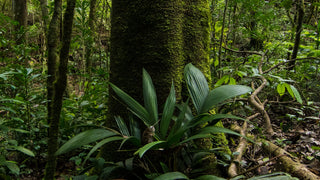 Moss-covered tree trunk and understory plants in the forest at Refugio Monteverde
