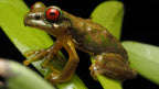 Red-eyed stream frog resting on green leaves at night in Refugio Monteverde