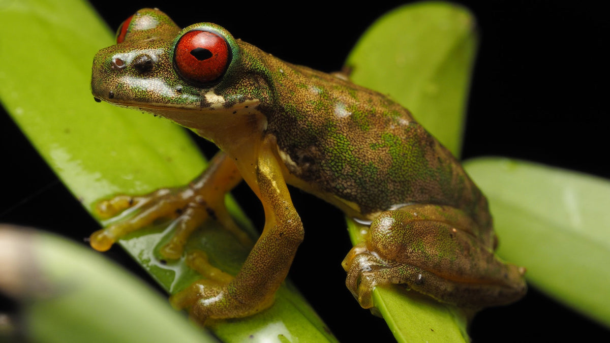 Red-eyed stream frog resting on green leaves at night in Refugio Monteverde