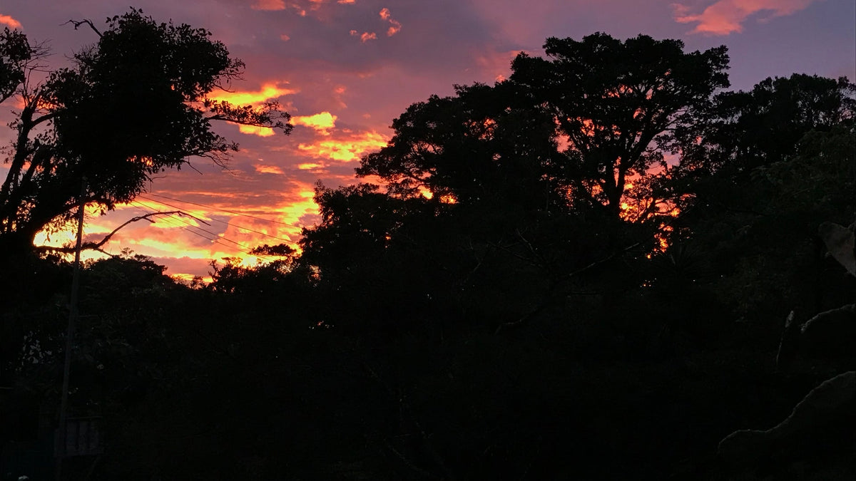 Silhouettes of forest trees against a colorful sunset at Refugio Monteverde
