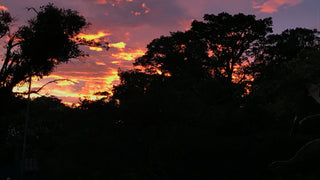 Silhouettes of forest trees against a colorful sunset at Refugio Monteverde