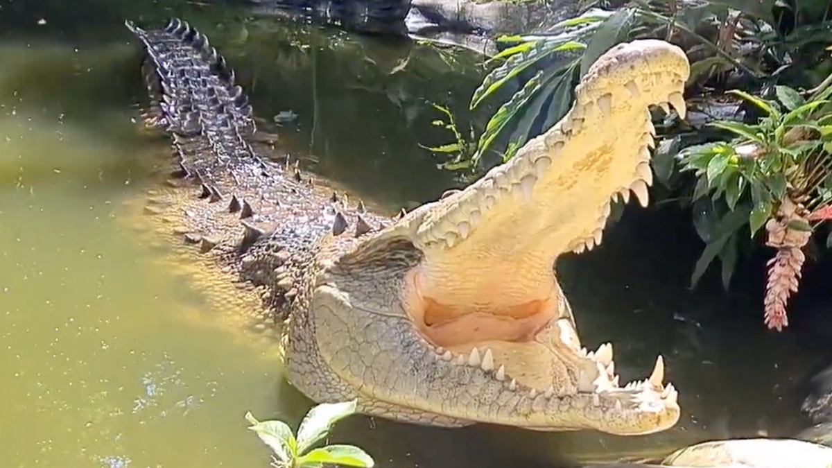 Crocodile at Rescate Wildlife Rescue Center, Alajuela