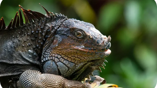 Iguana at Rescate Wildlife Rescue Center, Alajuela