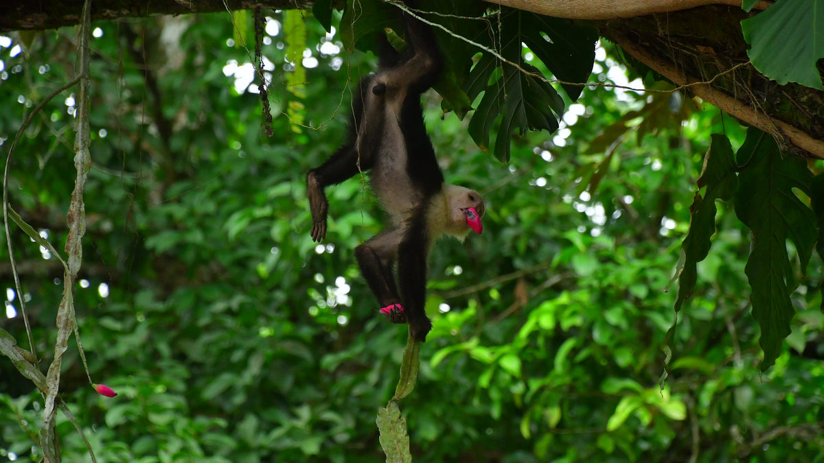 Wildlife photographed at Vista Los Sueños Adventure Park, Herradura