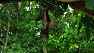 Wildlife photographed at Vista Los Sueños Adventure Park, Herradura