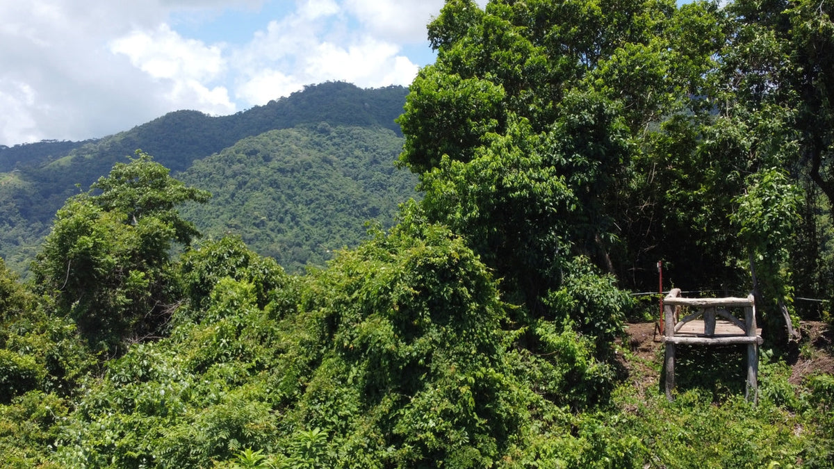Forest viewpoint on the hiking trail at Vista Los Sueños, Herradura