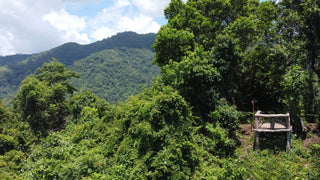 Forest viewpoint on the hiking trail at Vista Los Sueños, Herradura