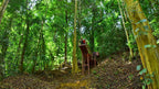 Tarzan Swing platform in the forest at Vista Los Sueños
