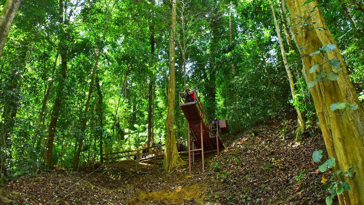 Tarzan Swing platform in the forest at Vista Los Sueños