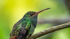 Hummingbird pictured in Xandari’s birdwatching brochure