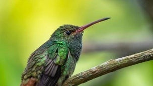 Hummingbird pictured in Xandari’s birdwatching brochure