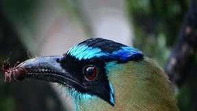 Motmot pictured in Xandari’s nature tour brochure
