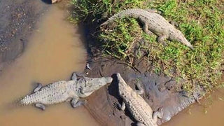Crocodile beside the Tárcoles River